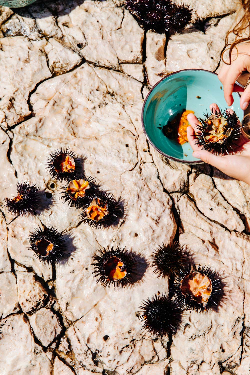 Gathered sea urchins